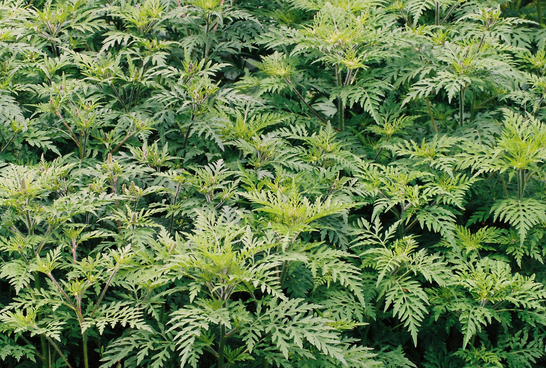 Ambrosia Klangvoller Name, saftiges Grün und Allergierisiko