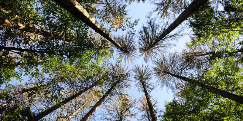 Stark ausgelichtete Nadelbäume von unten in den Himmel fotografiert.