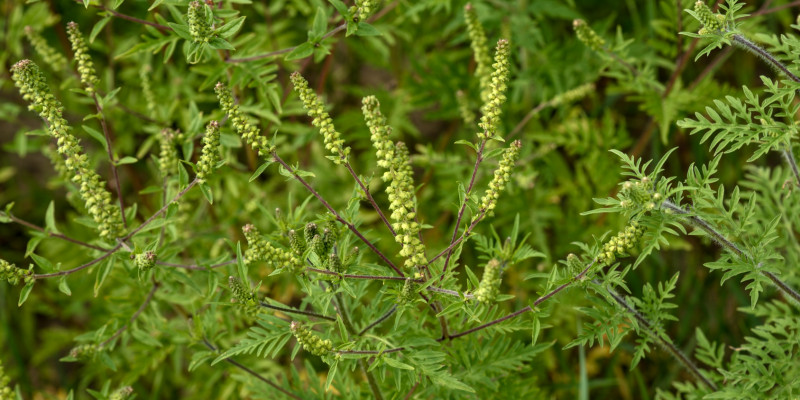 Ambrosia Gefährliches Gewächs für Allergiker Umweltbundesamt