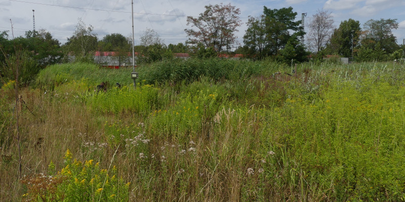 Der Blick geht über die Bewässerungsanlage hinweg ins Grüne vor bewölktem Himmel.
