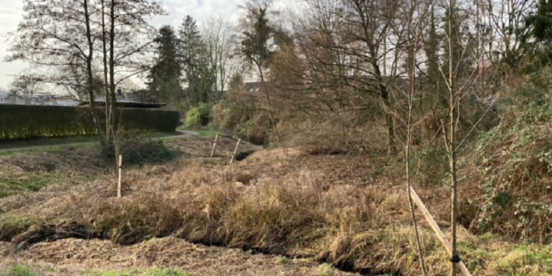 Frisch gepflanzte Bäume an einem Düsseldorfer Gewässer im herbstlichen Ambiente.