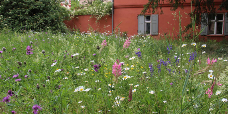 Vor einem Gebäude mit roter Fassade und hellgrauen Fensterläden wächst eine farbenfrohe Wildblumenwiese.
