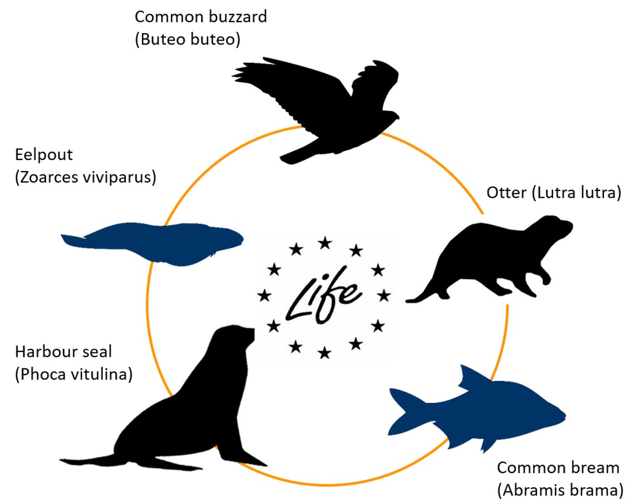 What is an apex predator?