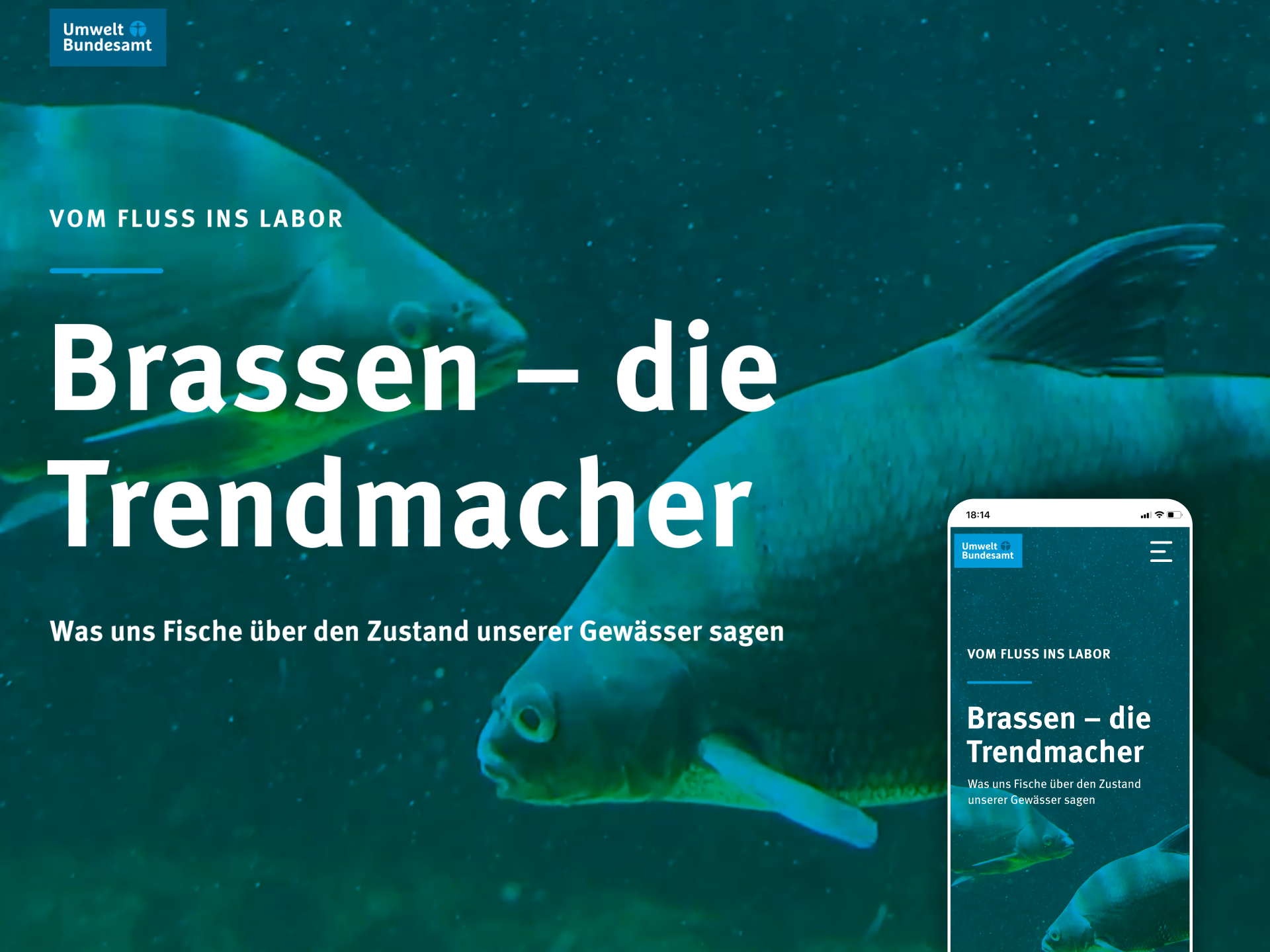 Die Umweltprobenbank sammelt und archiviert Brassen, um sie auf Schadstoffe zu untersuchen.
