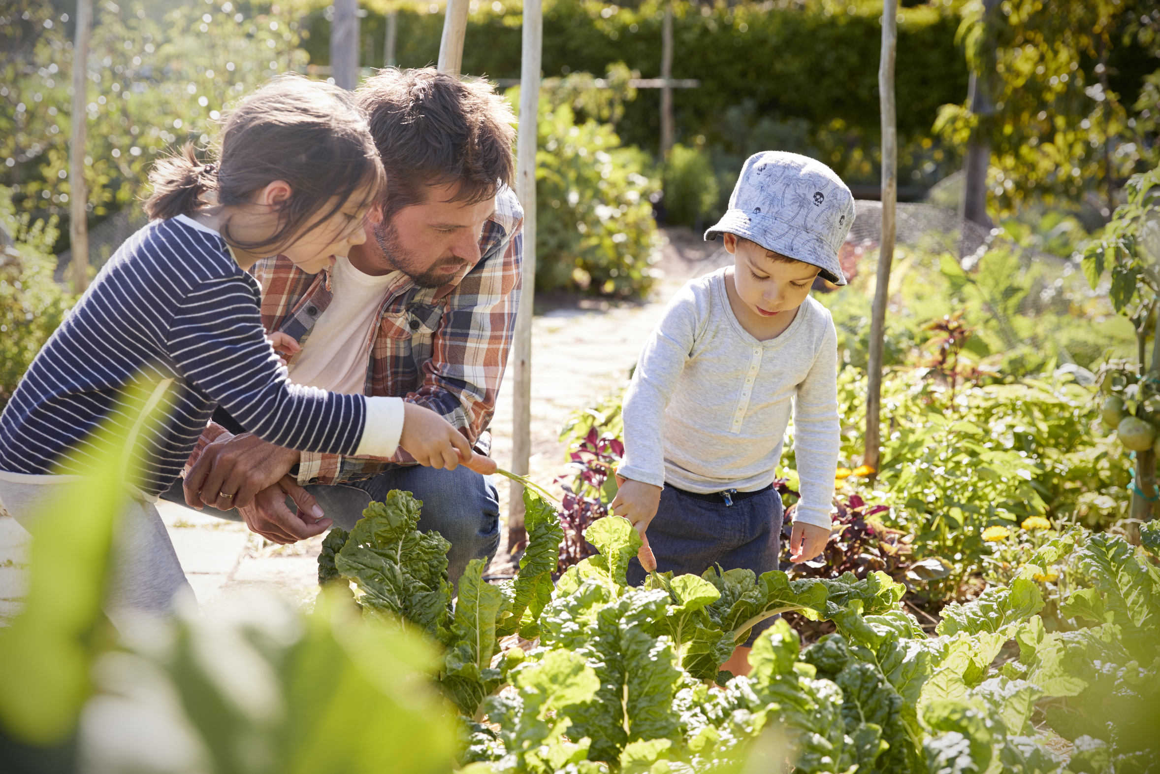 Mann mit zwei Kindern im Gemüsegarten