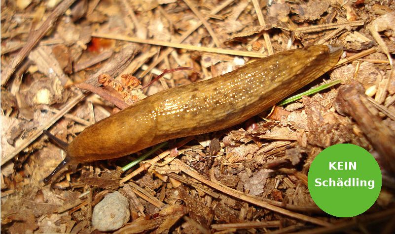 Eine Gelbstreifige Wegschnecke (Arion fasciatus)