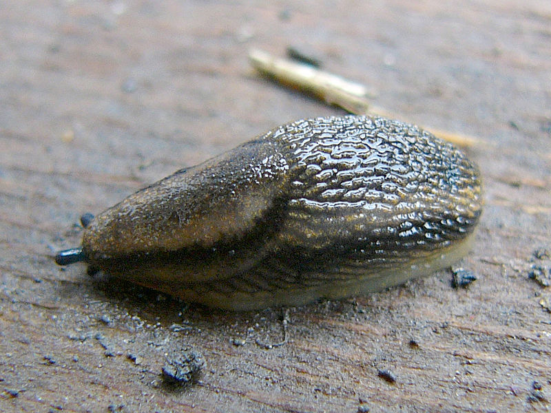 Eine grau-weiss gestreifte Gartenwegschnecke (Arion distinctus/A. hortensis)