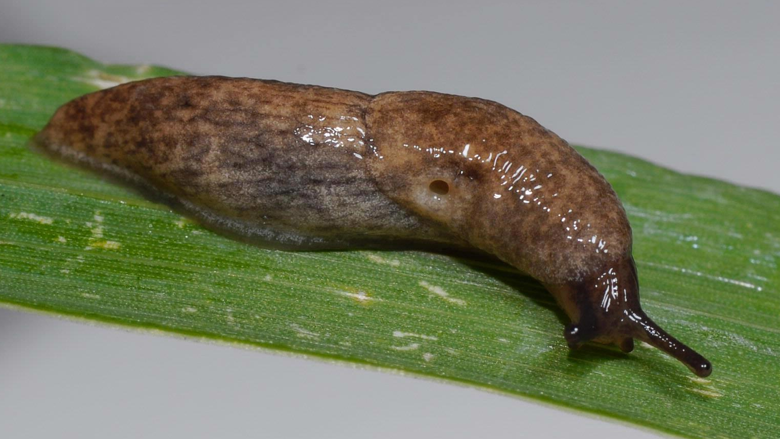 Eine Genetzte Ackerschnecke (Deroceras reticulatum) auf einem Blatt