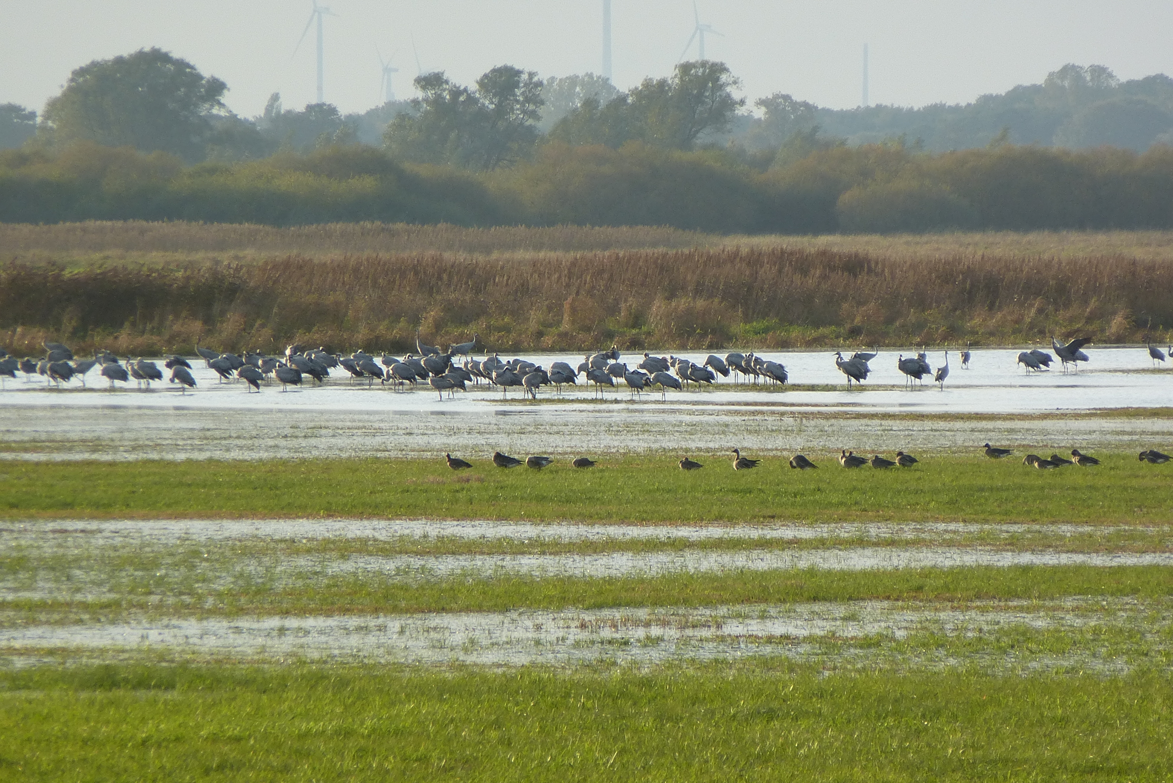 Foto: Gruppen verschiedener Vogelarten suchen in den vernässten Bereichen der Wümmeniederung nach Nahrung oder Brutplätzen.