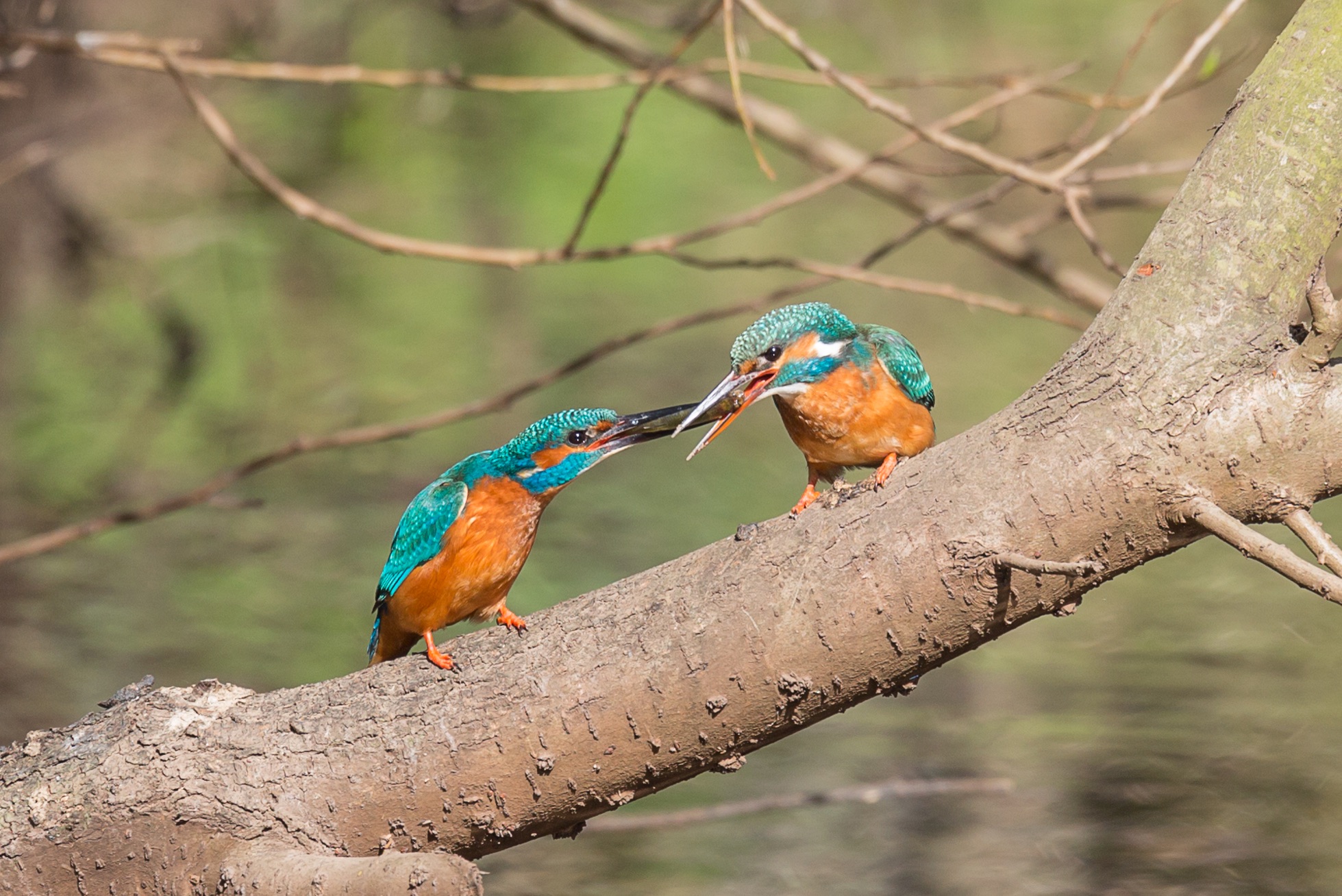 Foto: Zwei Eisvögel sitzen auf einem schweren Ast über einem Gewässer. Zusammen halten sie einen Fisch im Schnabel fest.