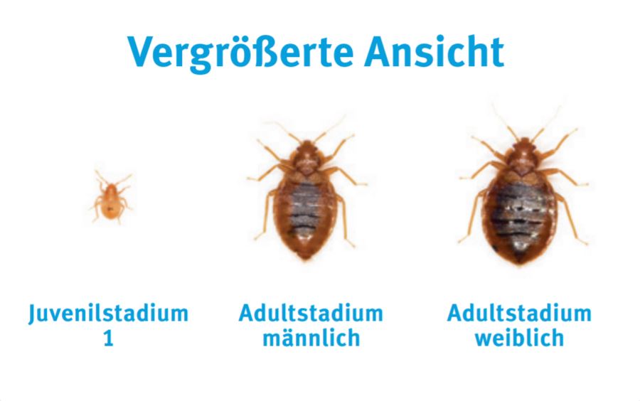 Bettwanzen in verschiedenen Stadien