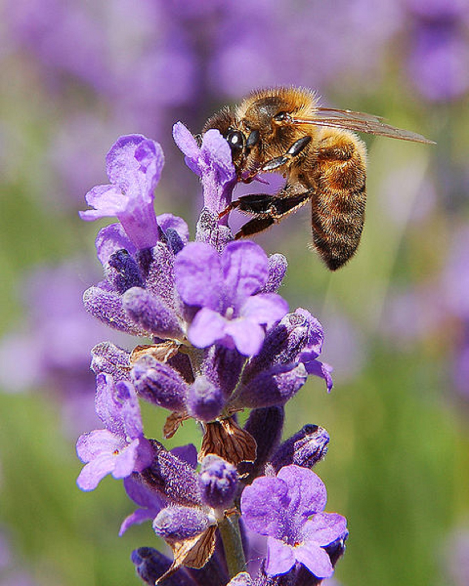 Honigbiene auf einer Blume