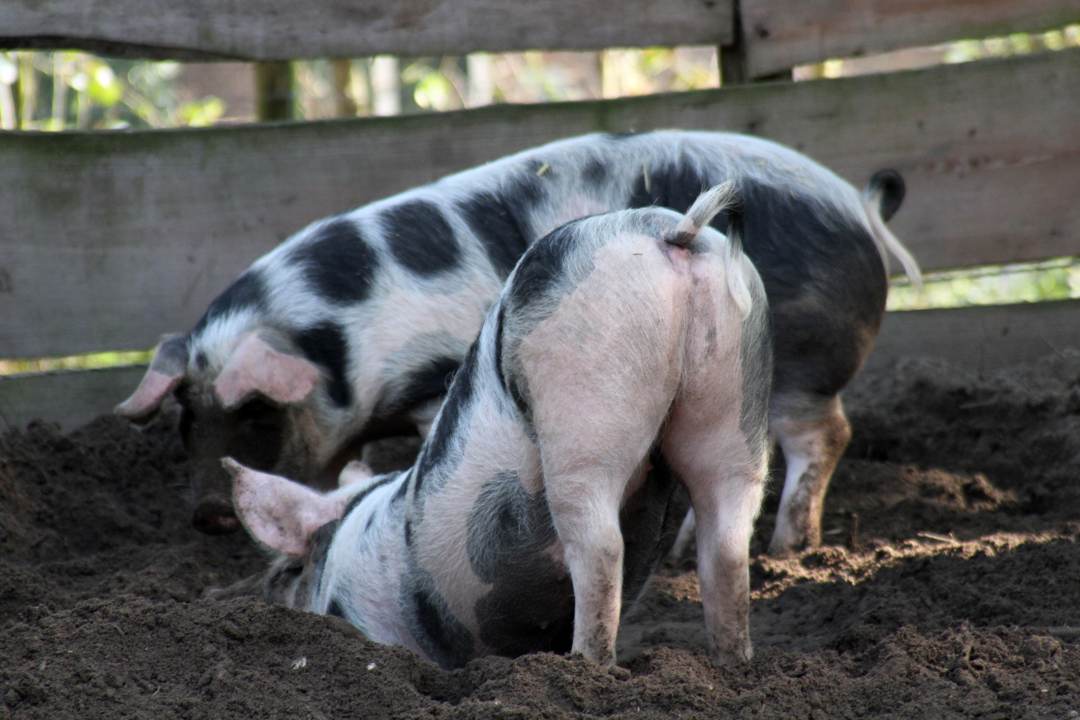 Zwei Schweine wühlen im Dreck