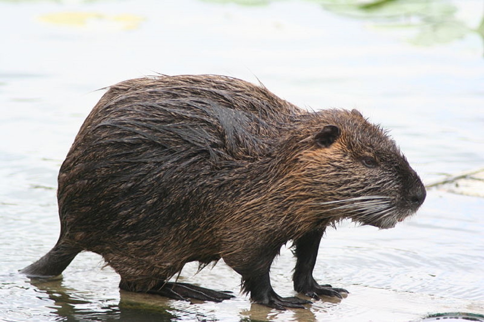 Nutria Oder Sumpfbiber Umweltbundesamt