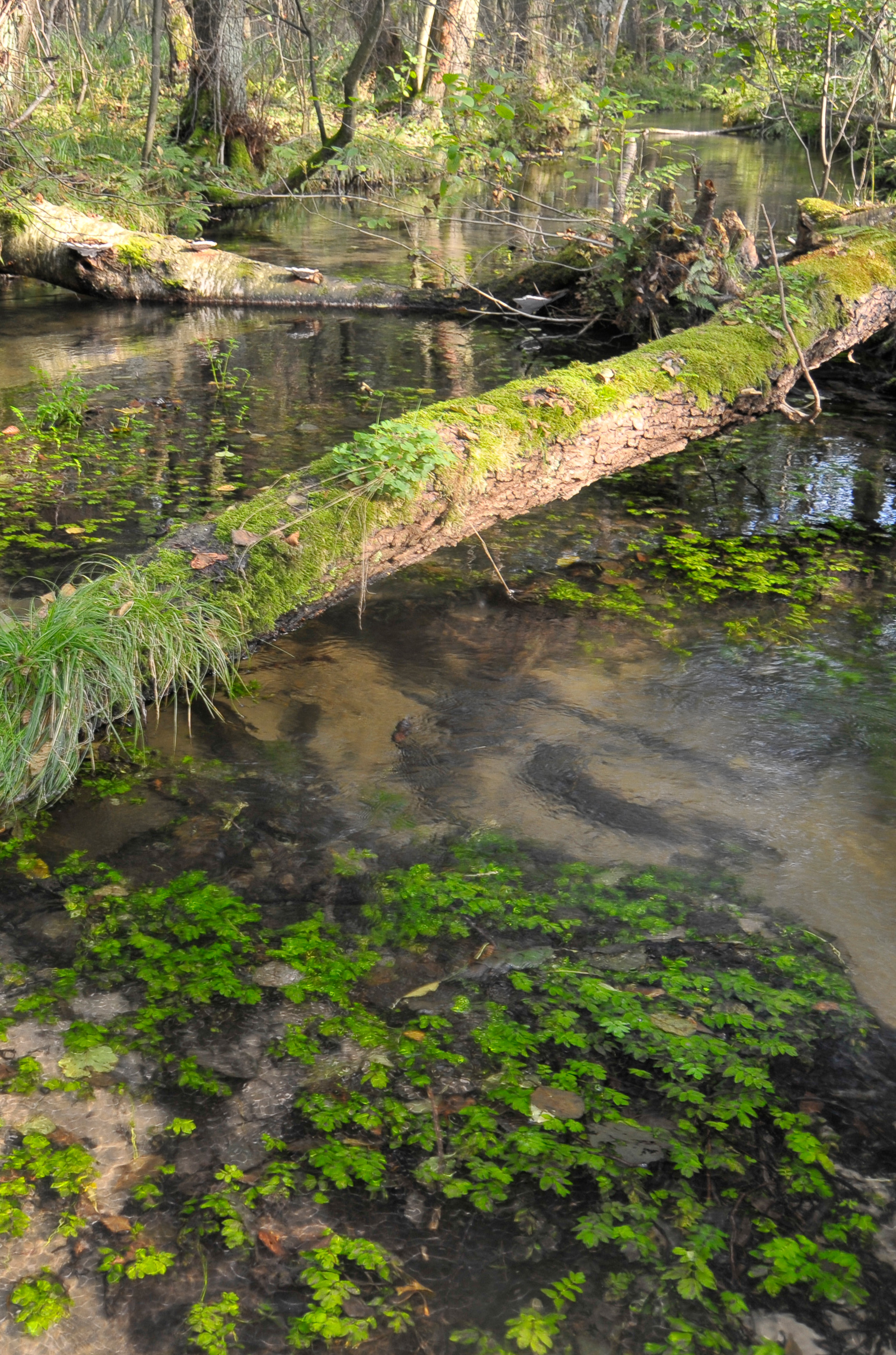 Saubere Wasserversorgung aus dem Bach, Fluss oder See