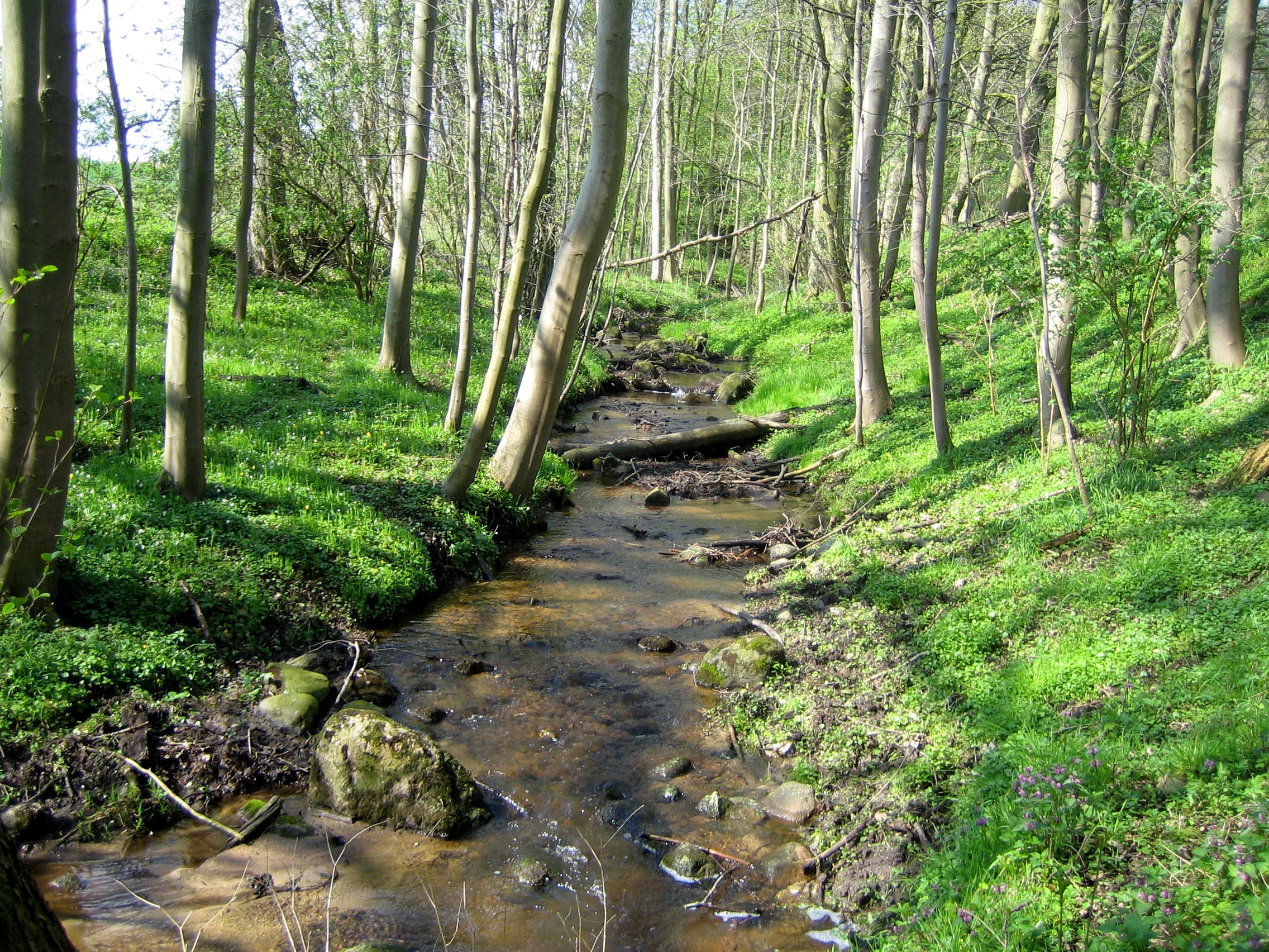 Foto eines Baches in einem Wald
