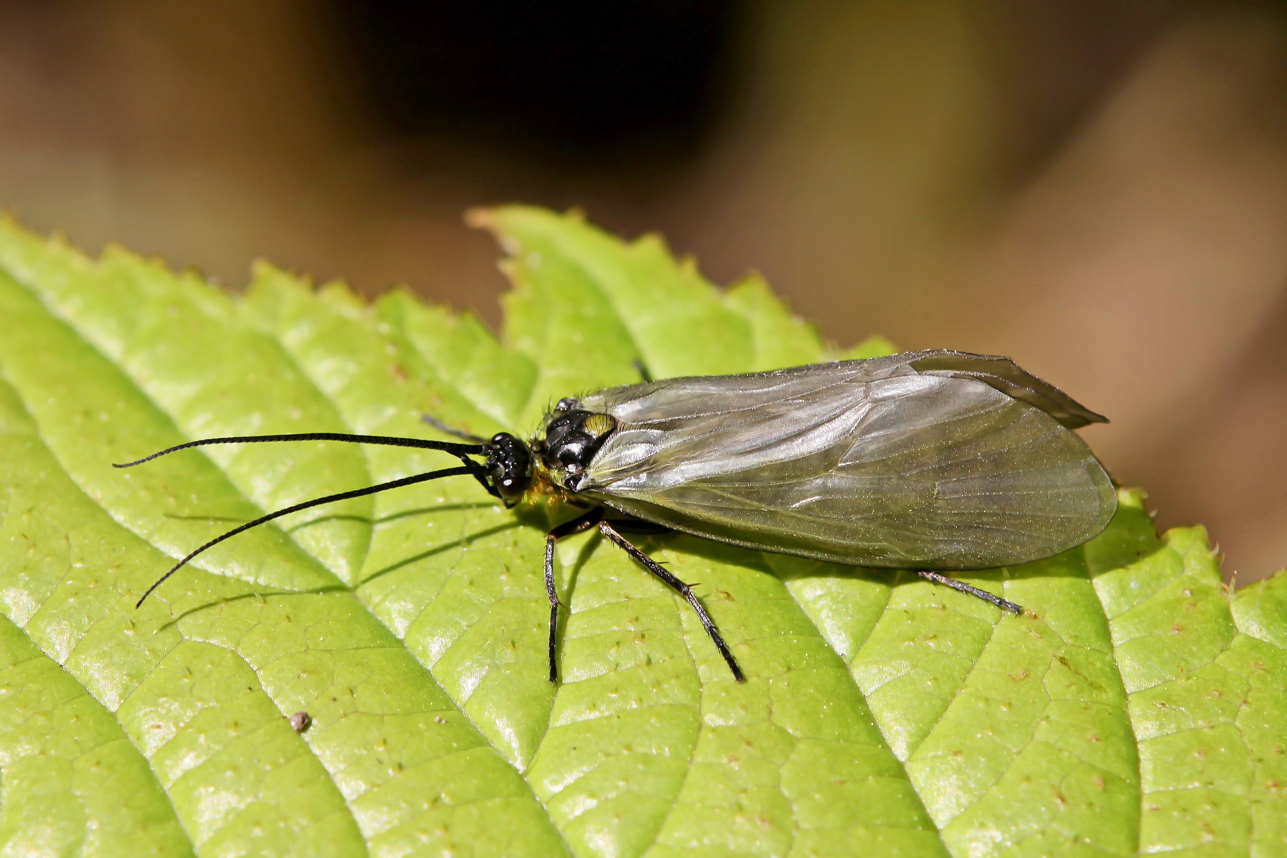 Eine Aufnahme der Köcherfliegenart Oligotricha striata