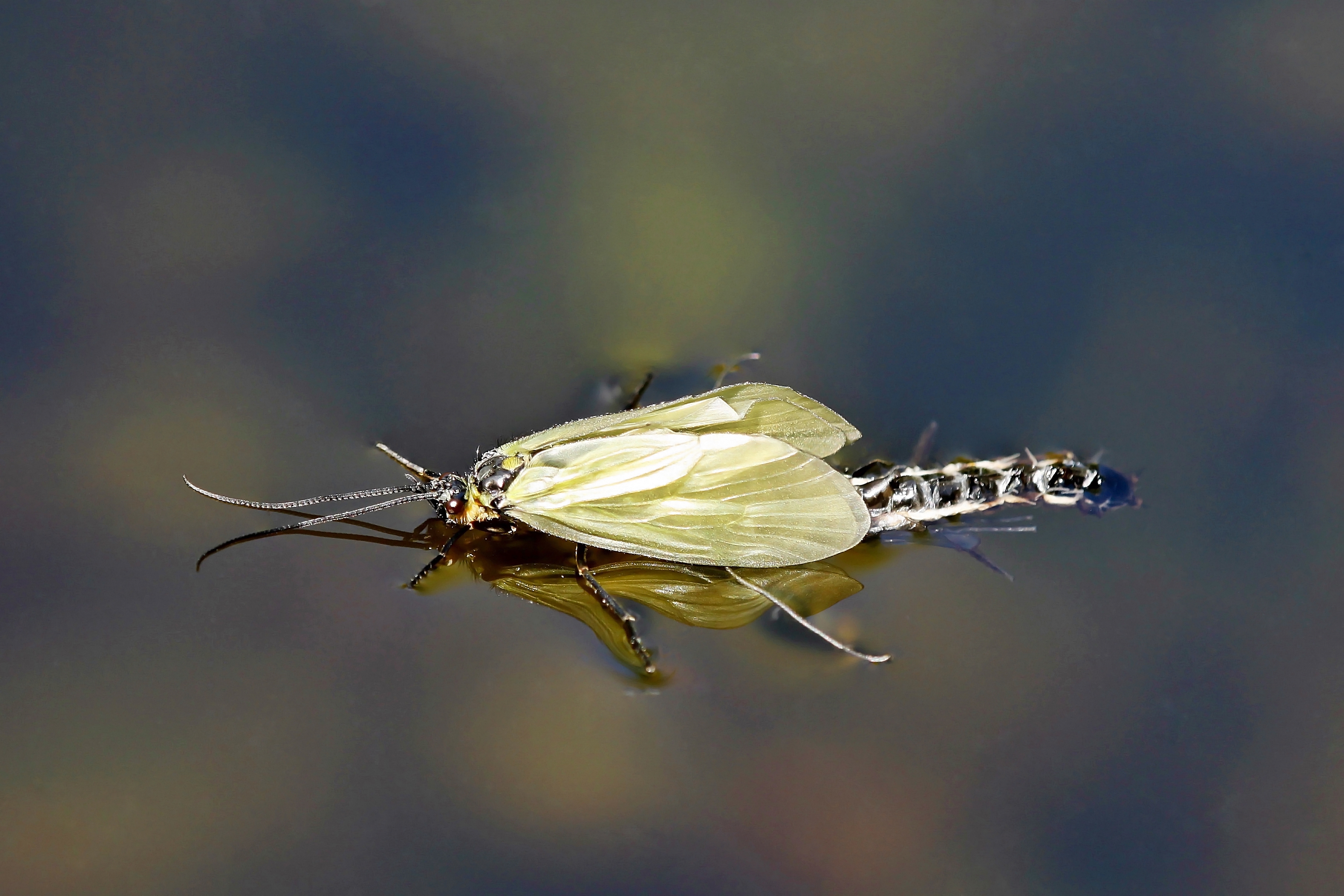 Eine Aufnahme der Köcherfliegenart Oligotricha striata kurz nach dem Schlupf, zu erkennen an den gelben Flügeln