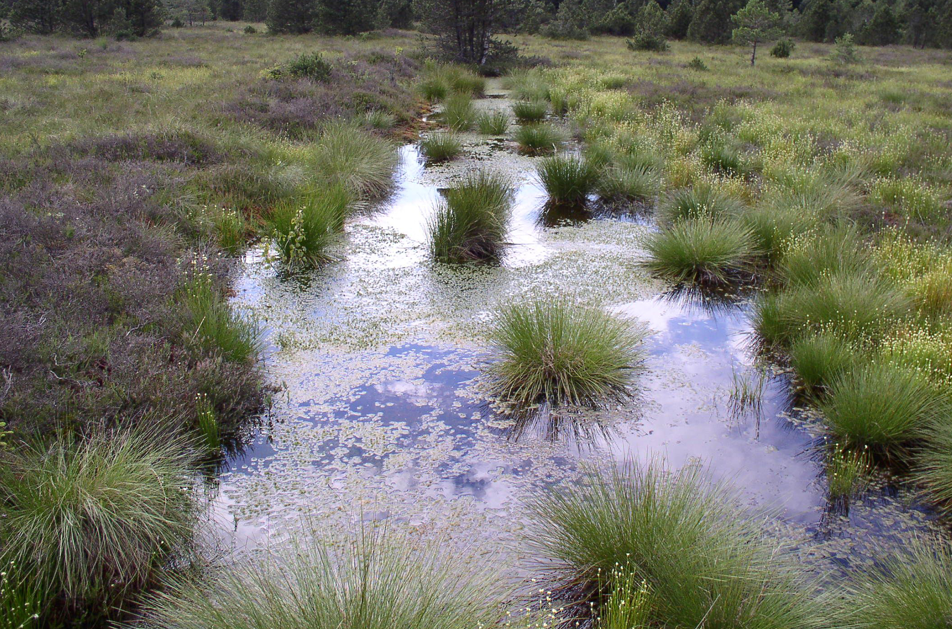 Moor mit hohem Wasserstand, im Hintergrund junge Laub- und Nadelbäume.