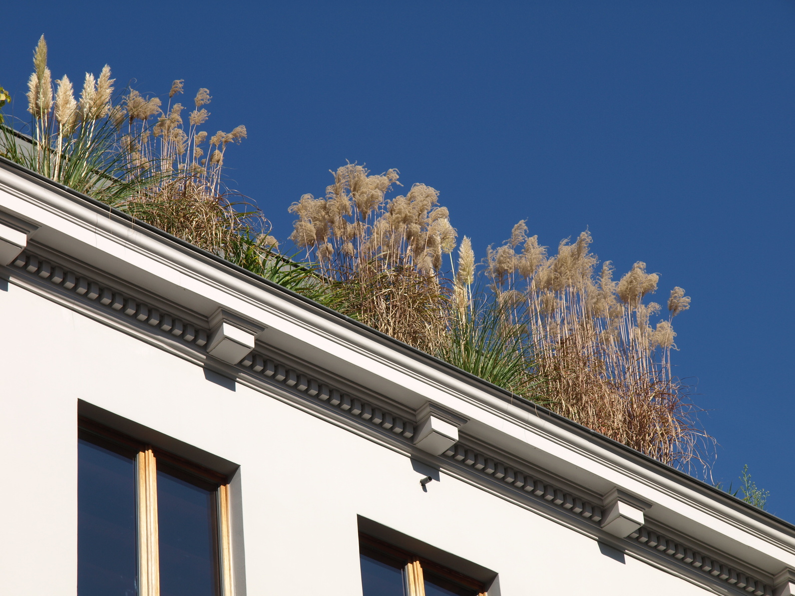 Pflanzen auf einem Hausdach