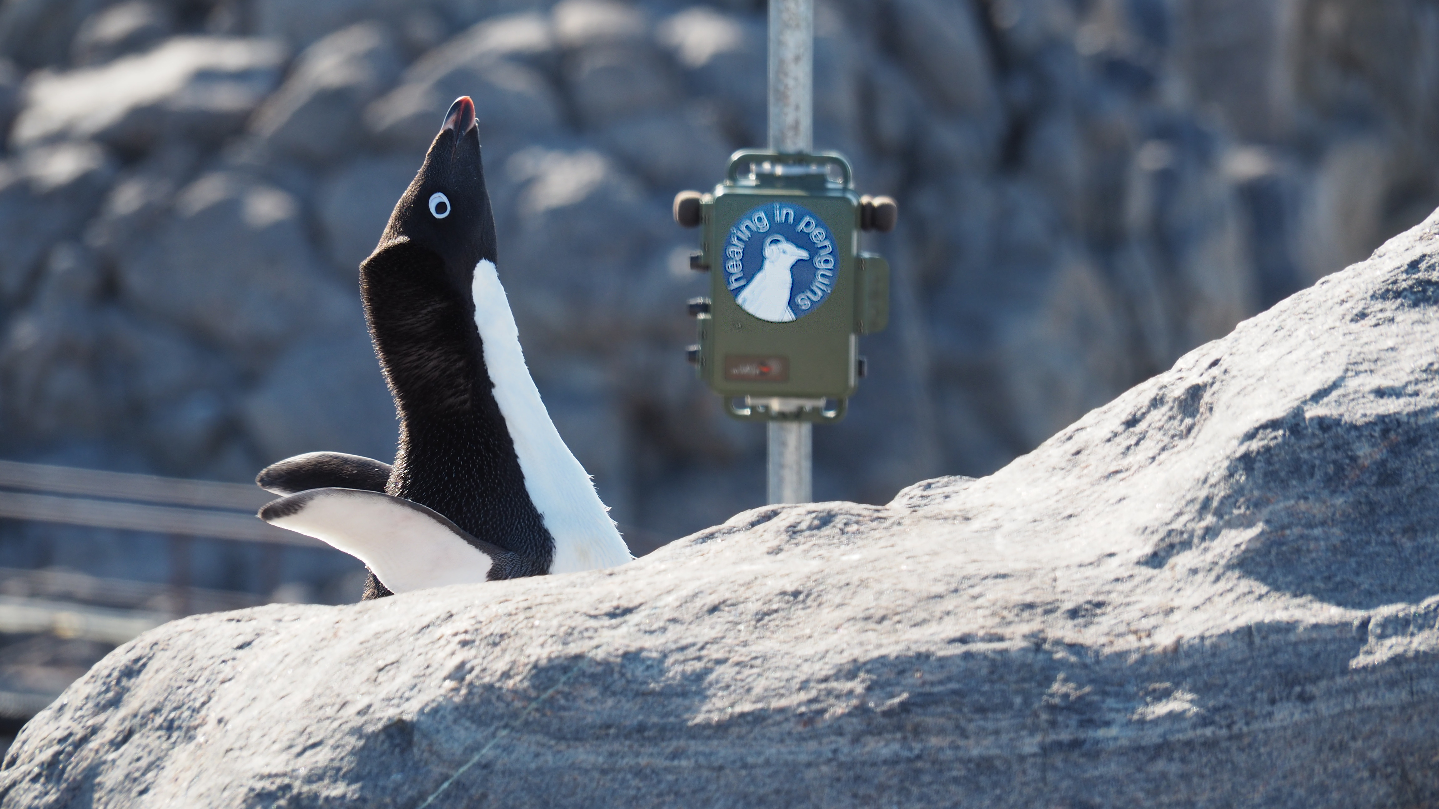 Ein Pinguin vor einem Messgerät.