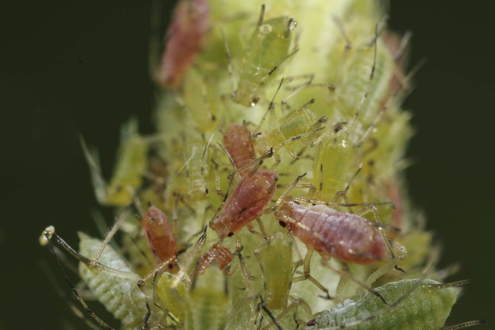 Große Rosenblattlaus (Macrosiphum rosae)