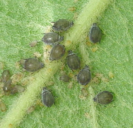 Schwarze Mehlige Apfelblattläuse (Dysaphis plantaginea) an der Unterseite eines Apfelblatts. 9 Stammmütter mit jungen Blattläusen.