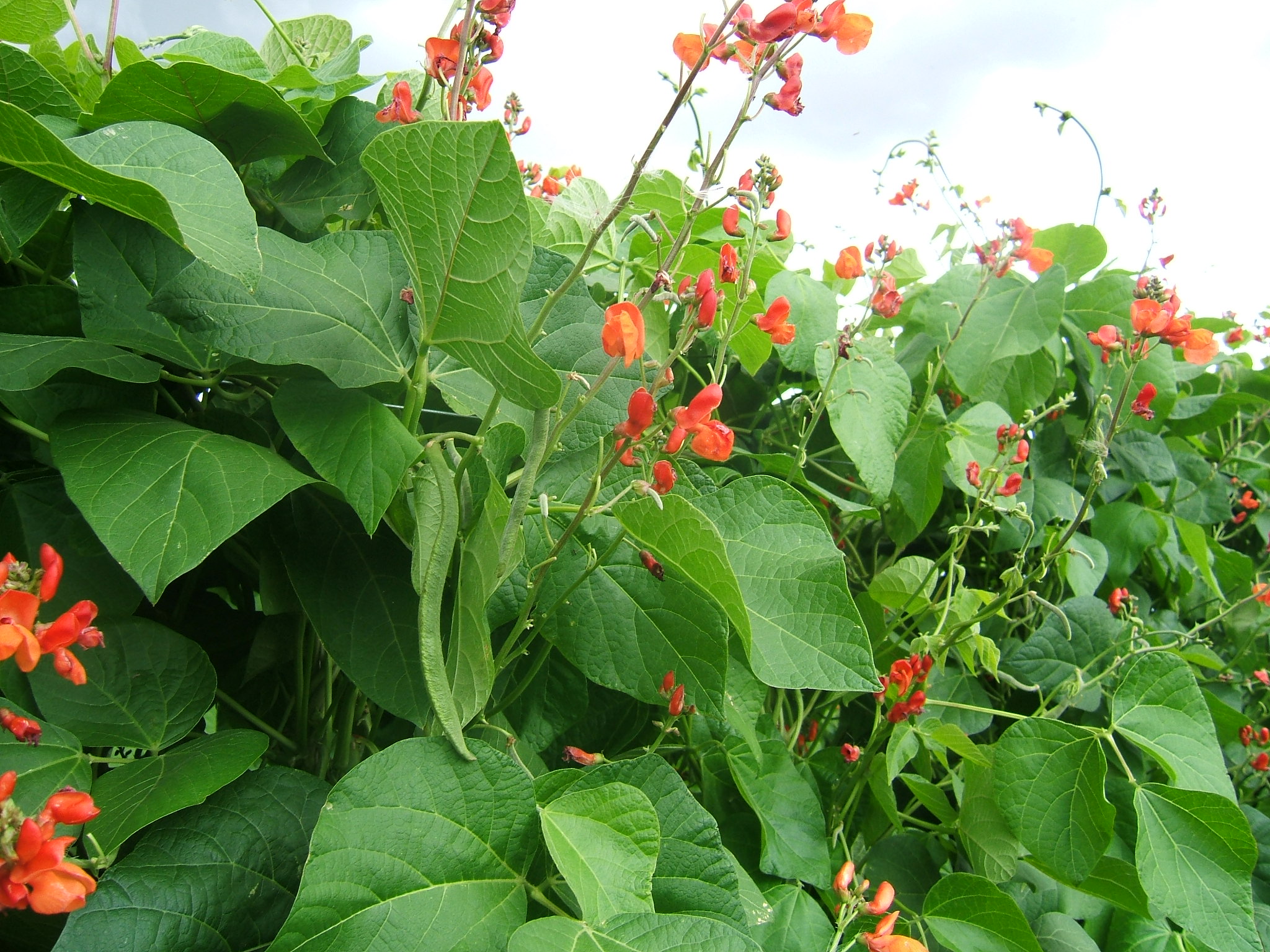 Feuerbohnenpflanze mit Blüten