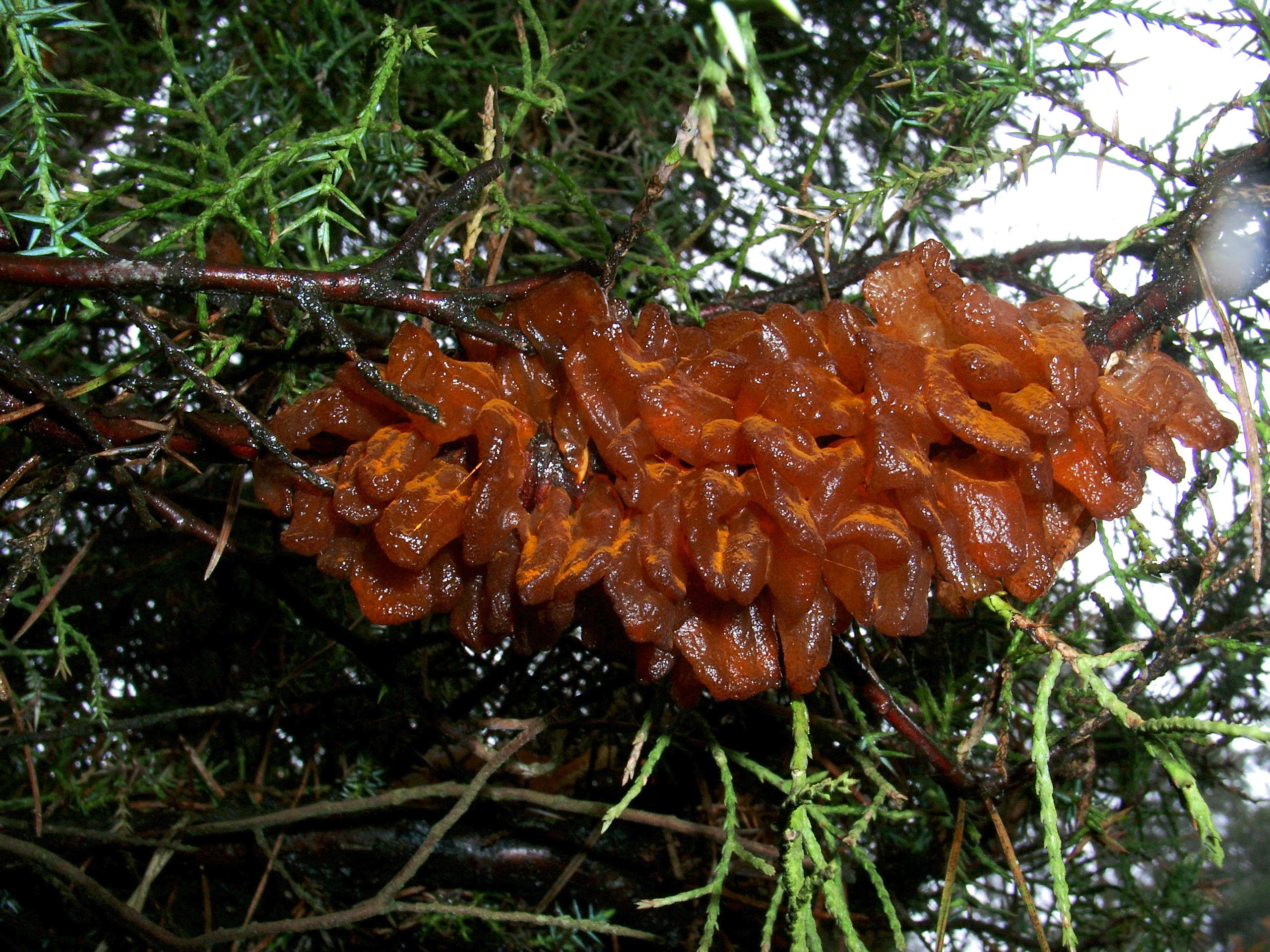 Aufgequollene Sporenlager an Wacholder.