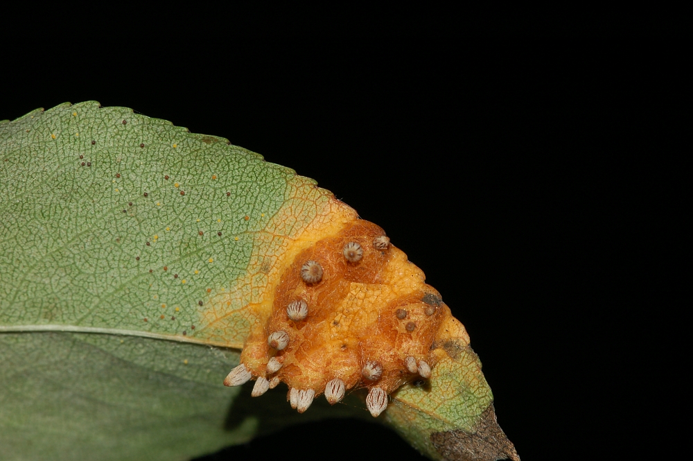 Unterseite eines Birnenblatts mit gitterförmigen Sporenlagern.