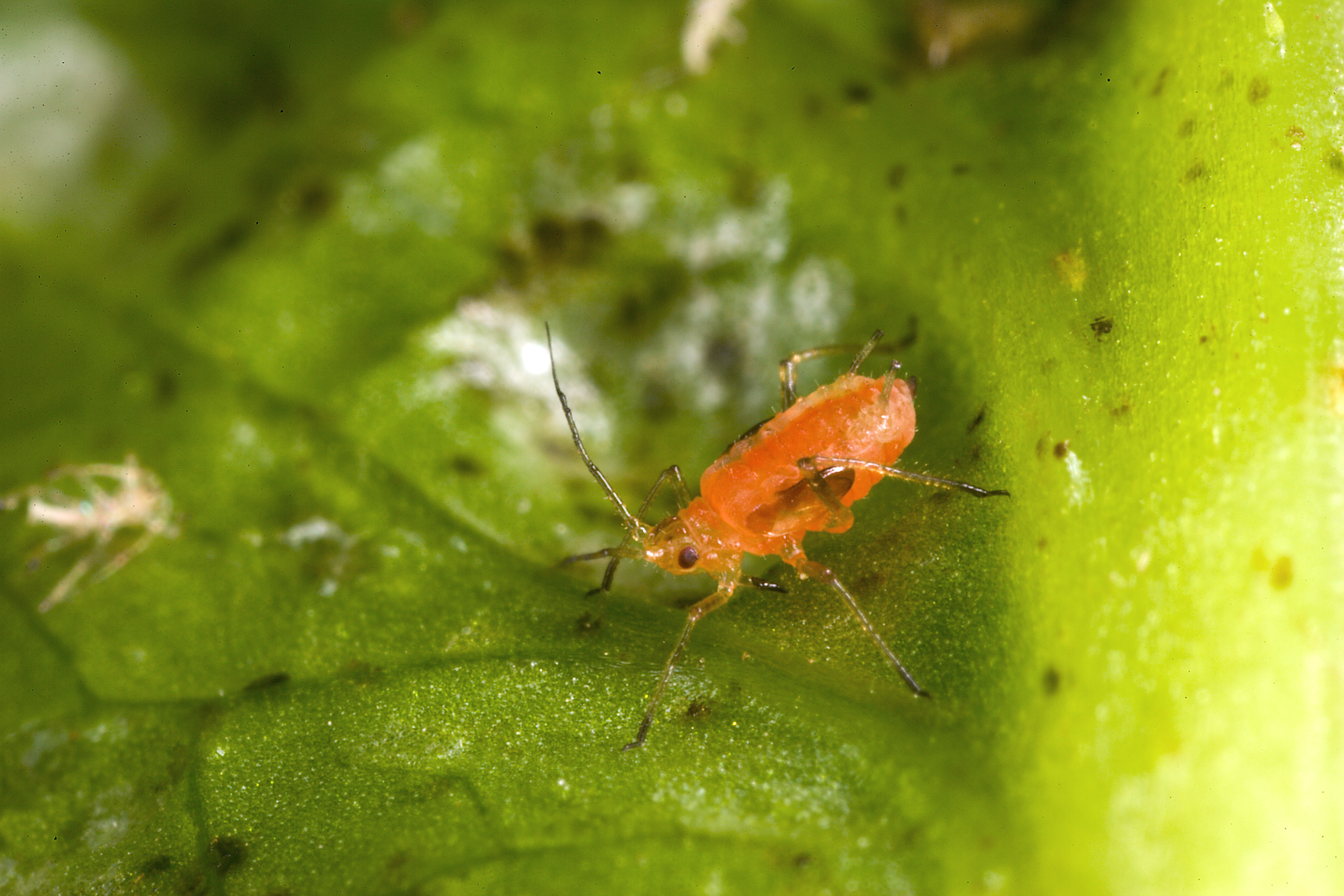 Großaufnahme einer Grünen Salatblattlaus (Nasonovia ribisnigri)