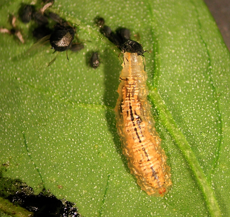 Schwebfliegenlarve auf Blatt.