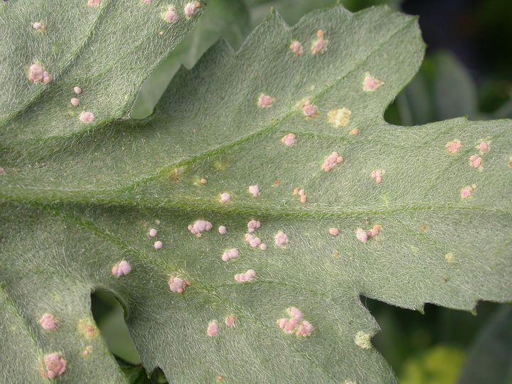 Unterseite eines mit Weißem Chrysanthemenrost befallenen Blatts.