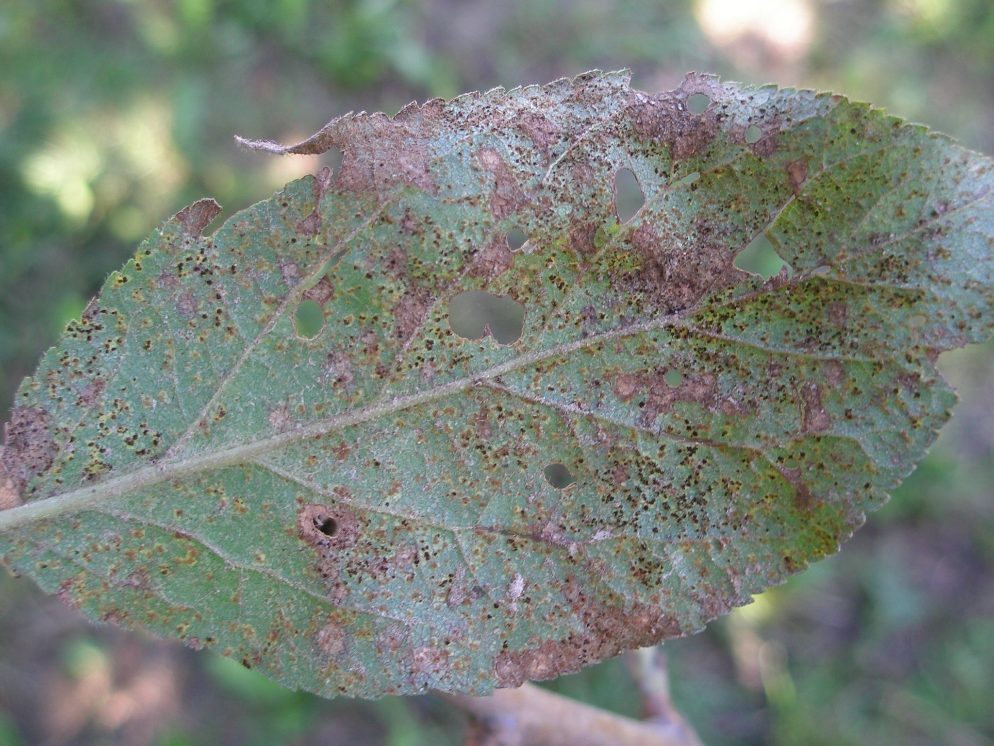 Pflaumenrostbefall (Tranzschelia pruni-spinosae) an der Blattunterseite