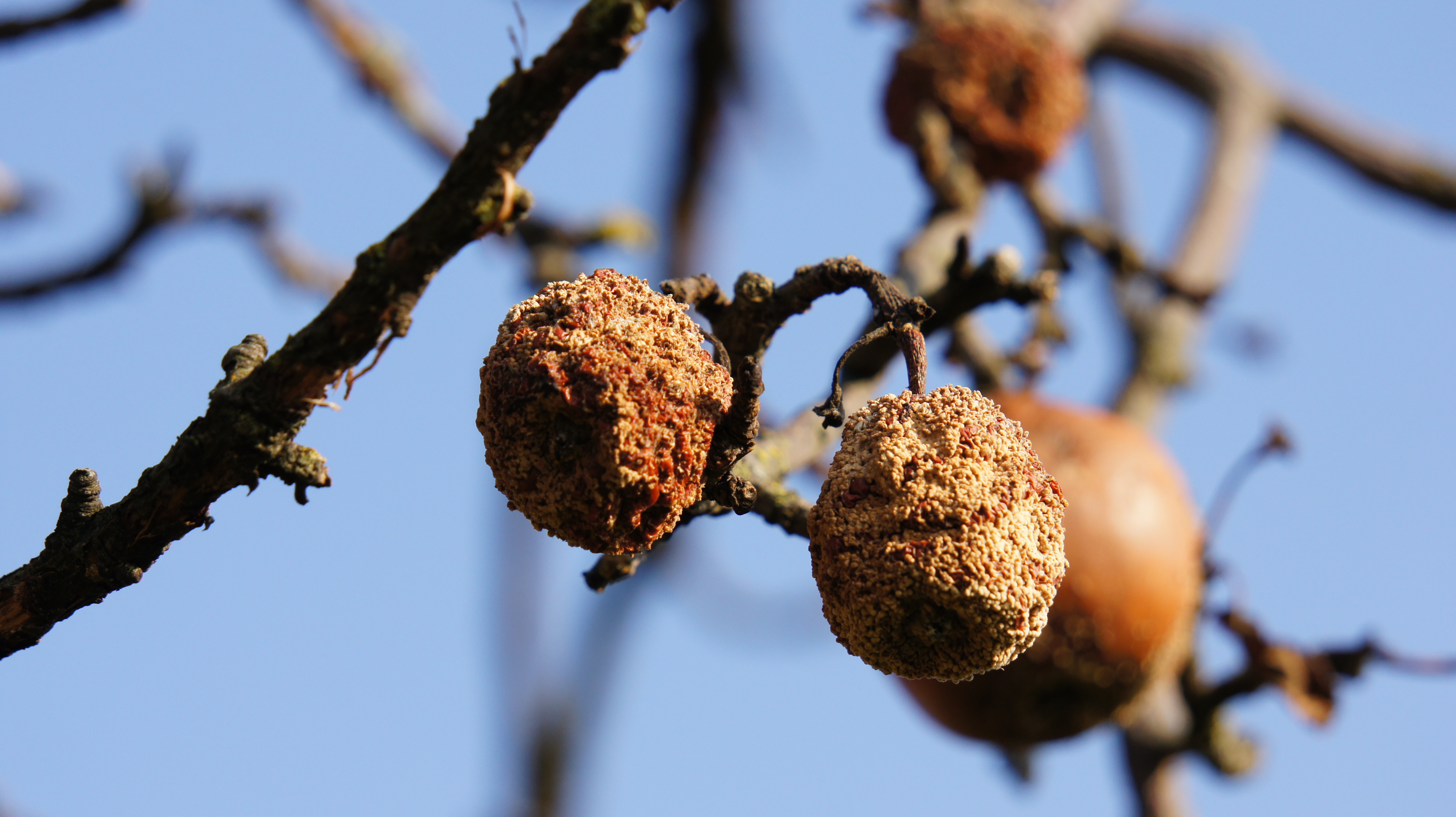 Eingeschrumpelte am Baum hängengebliebene Früchte