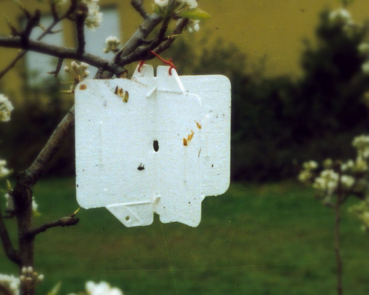 Weißtafel für die Überwachung des Flugs der Apfelsägewespe