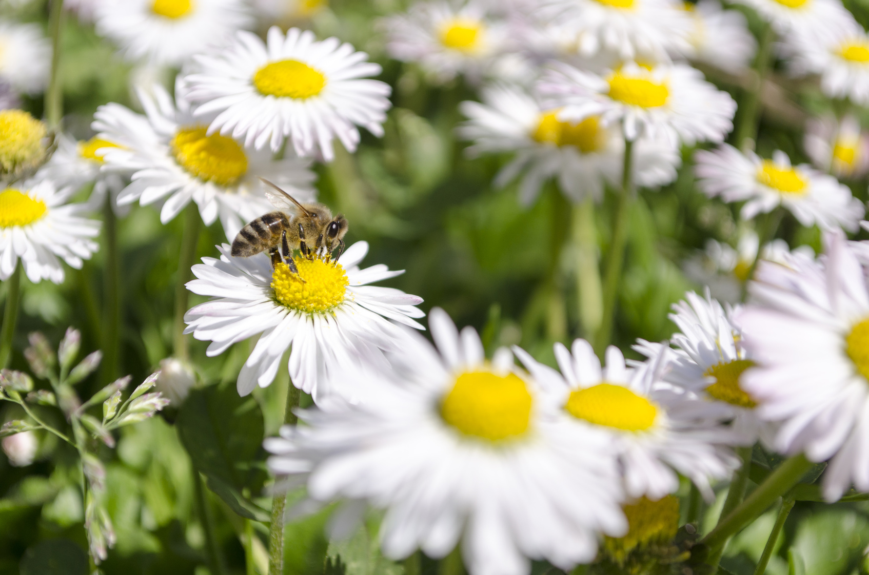 Gänseblümchen mit Biene