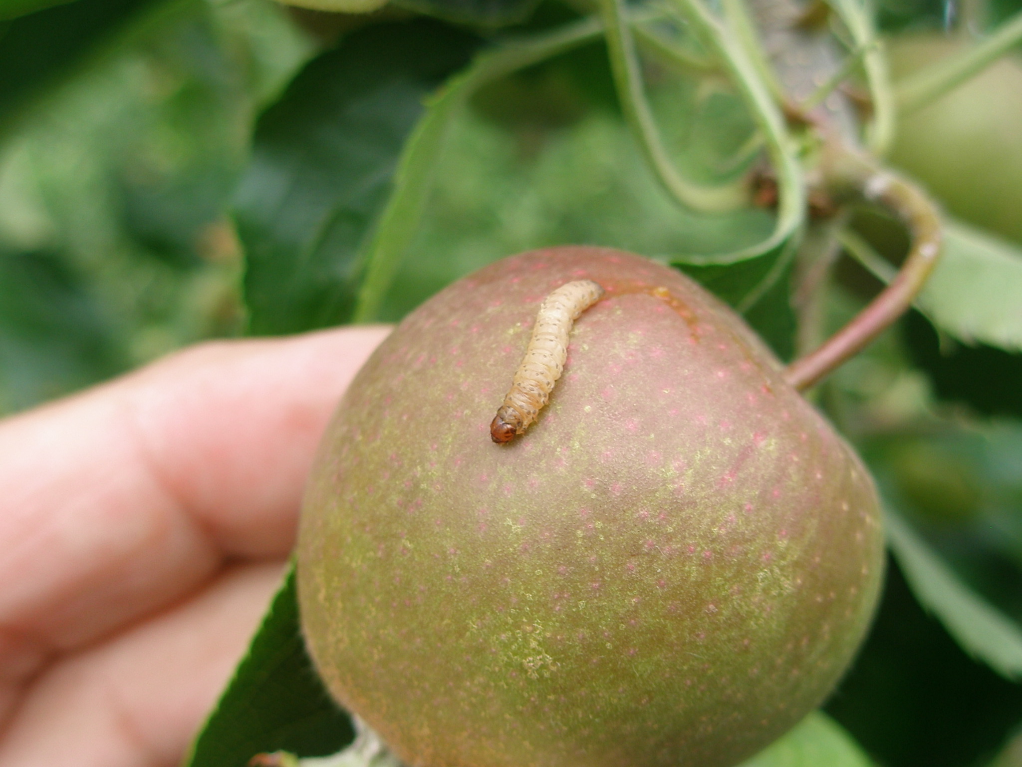 Apfelwicklerlarve auf einem Apfel