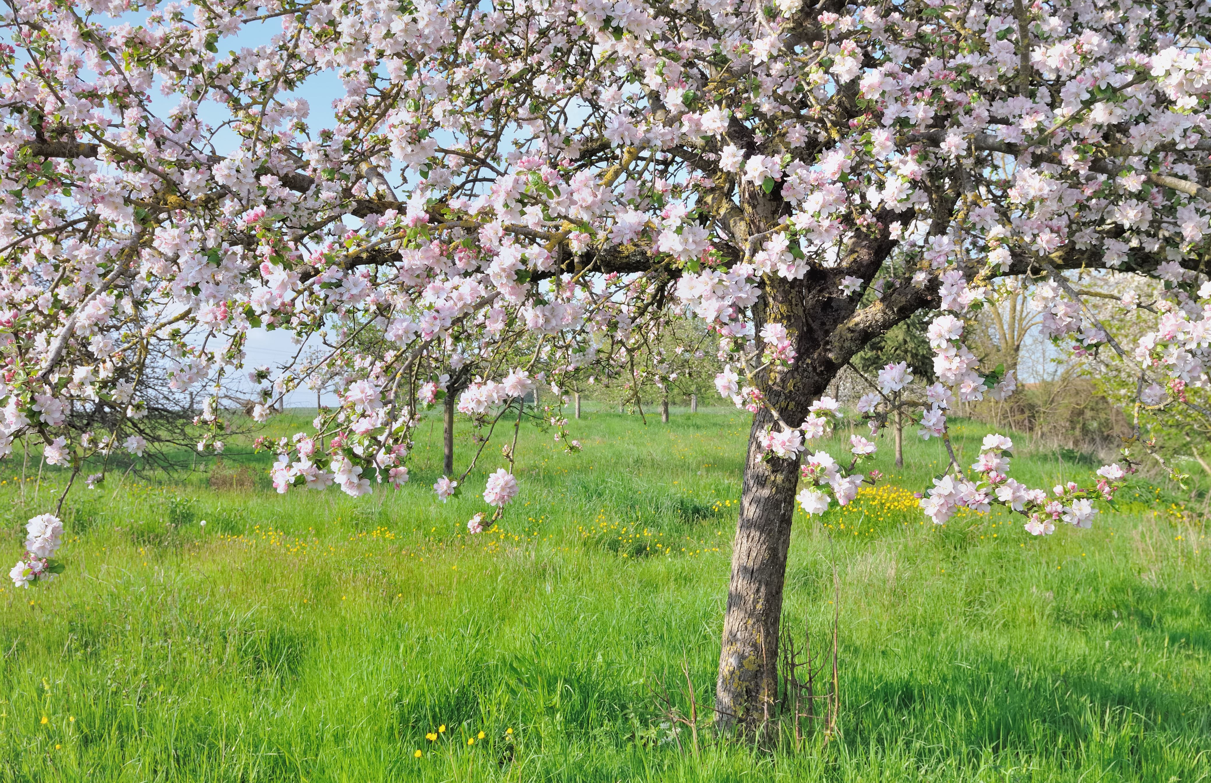 Blühender Apfelbaum auf einer Wiese