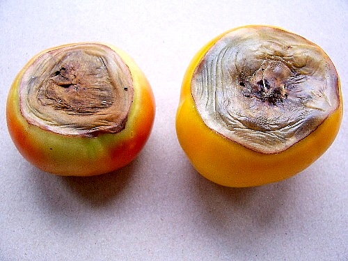 Zwei Tomaten mit Blütenendfäule