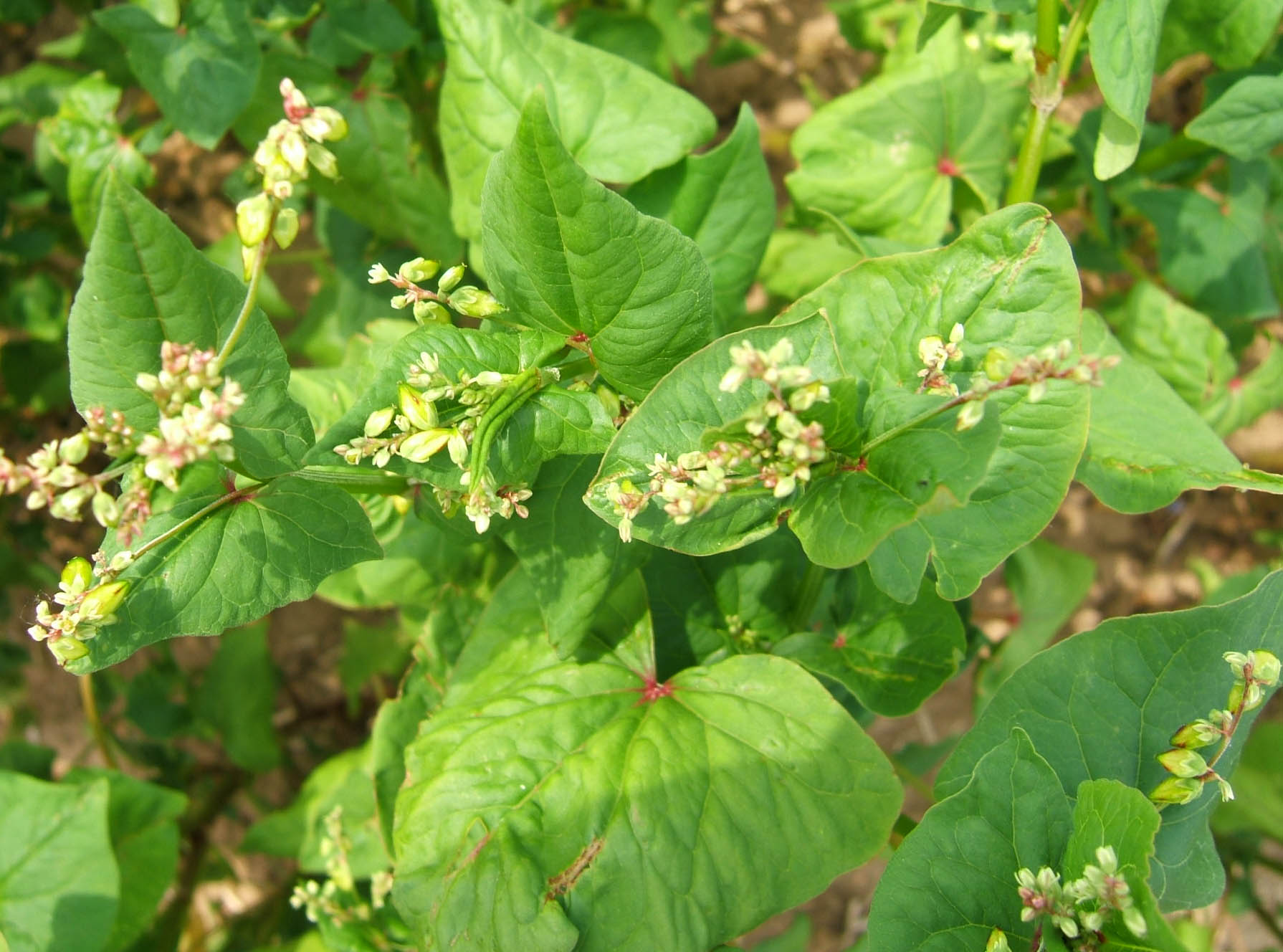 Buchweizen-Blüten (Fagopyrum esculentum) 