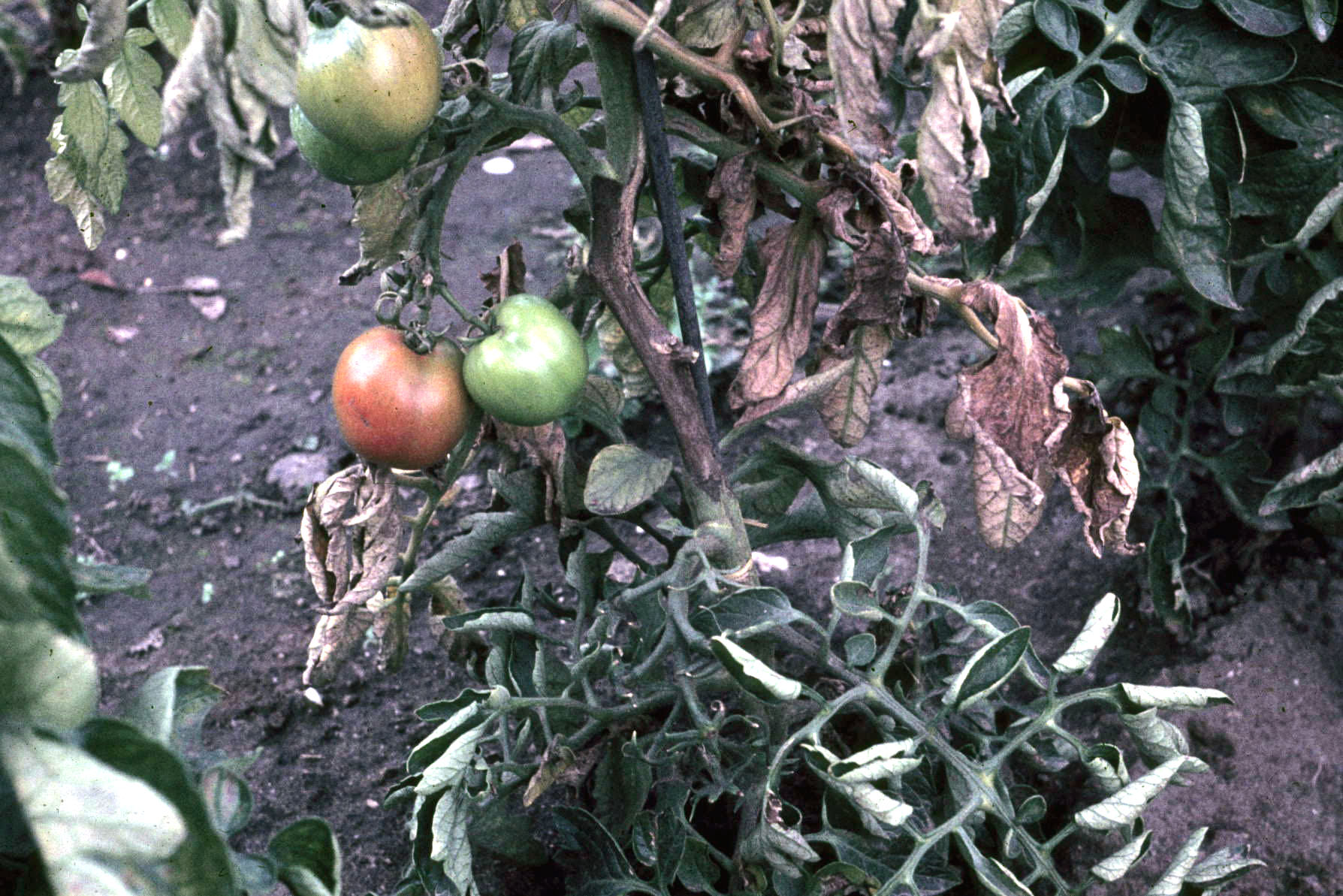 Frucht- und Stängelfäule an Tomatenpflanze mit Früchten
