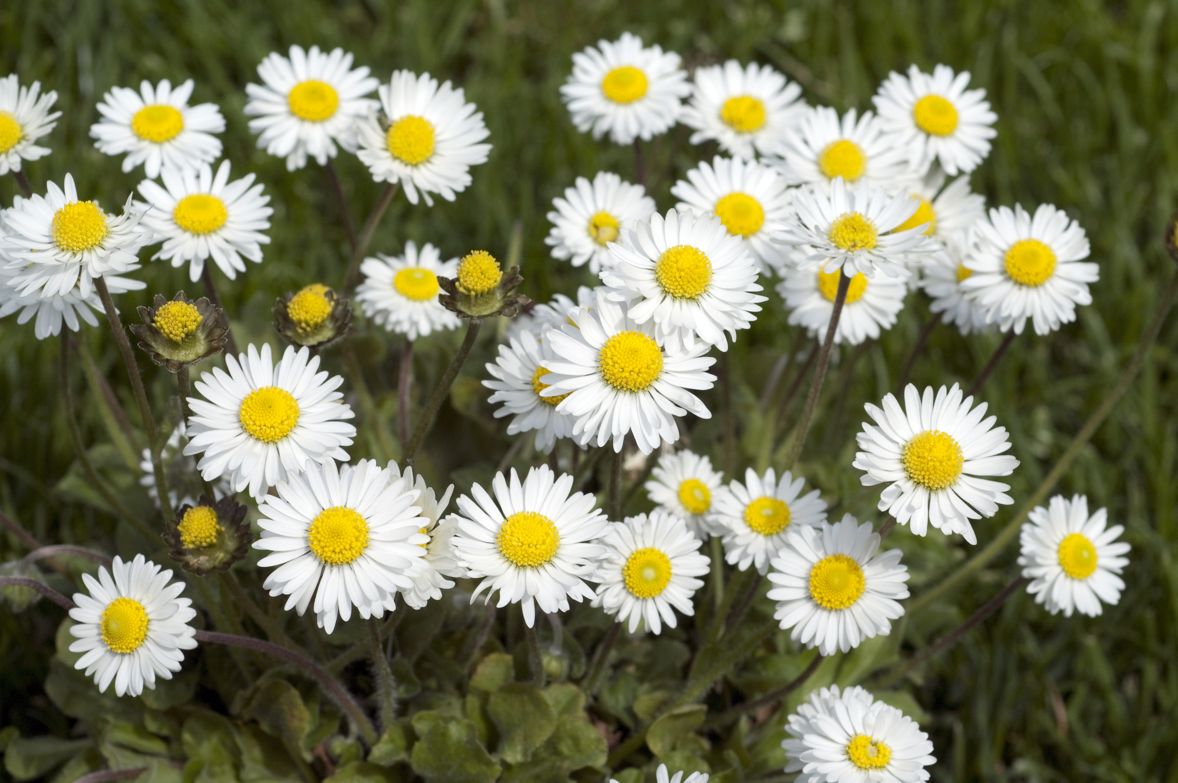 mehrere Gänseblümchen (Bellis perennis)