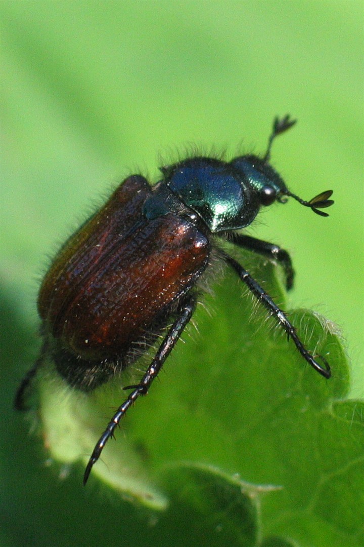 Erwachsener Gartenlaubkäfer