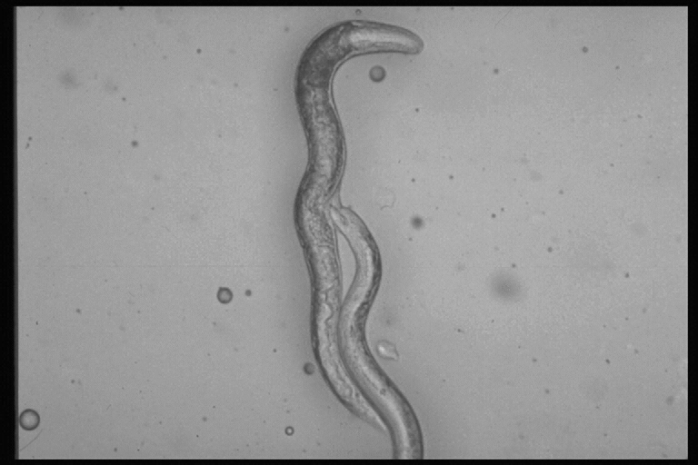 Parasitäre Nematoden der Art Phasmarhabditis hermaphrodita