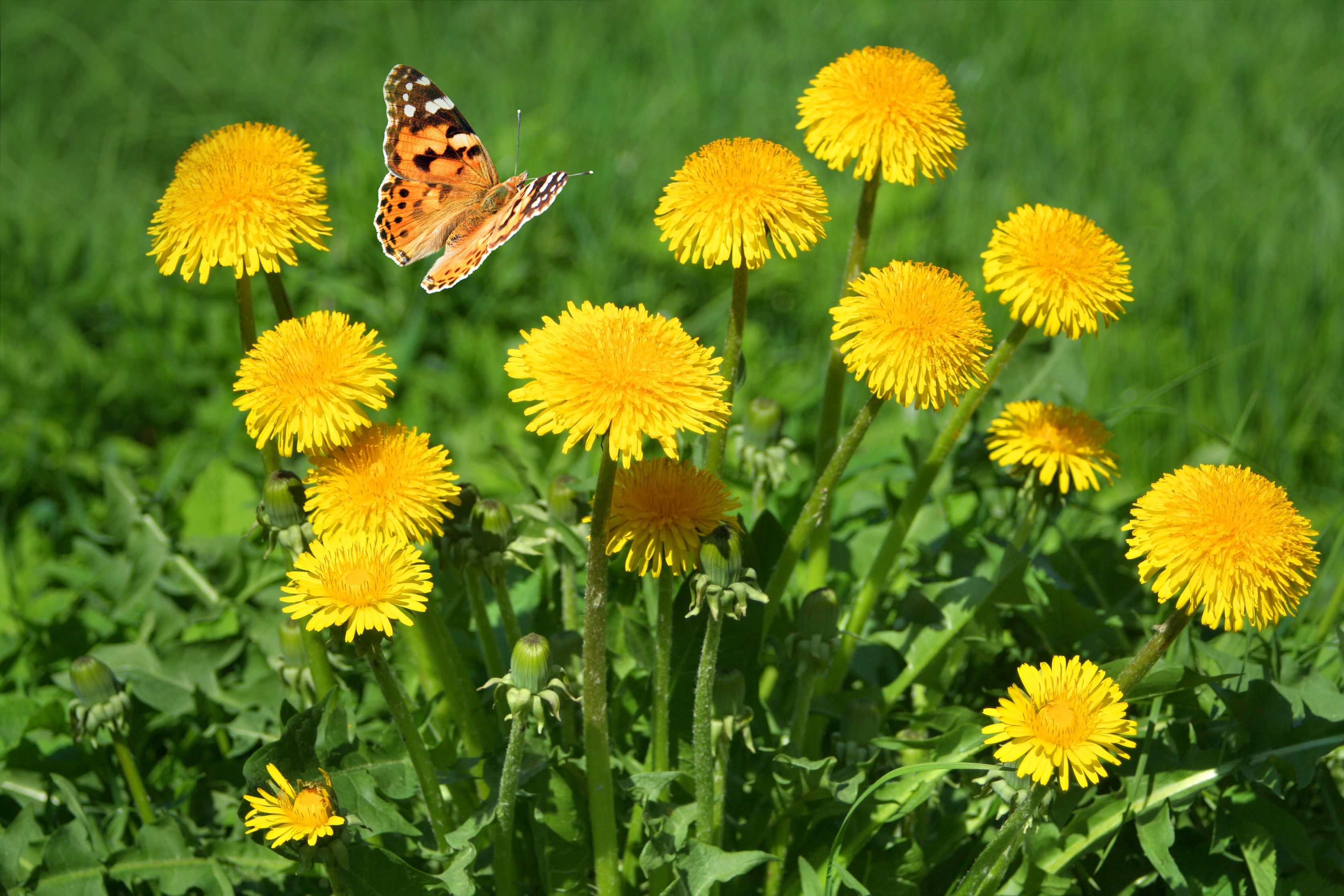 Ein Bund Löwenzahn (Taraxacum officinale) mit einem Schmetterling