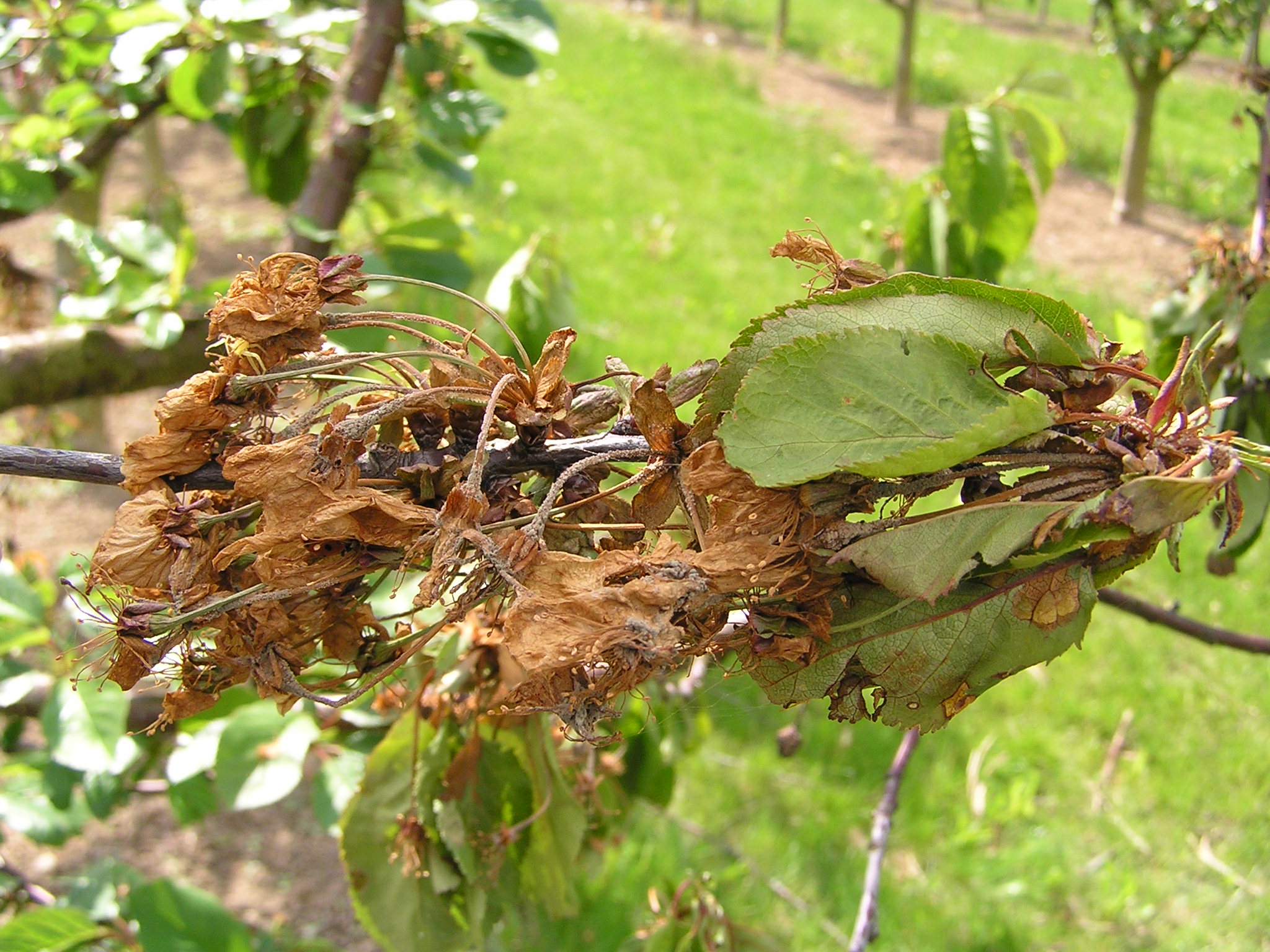 Spitzendürre (Monilia laxa ) an einem Sauerkirschbaum.