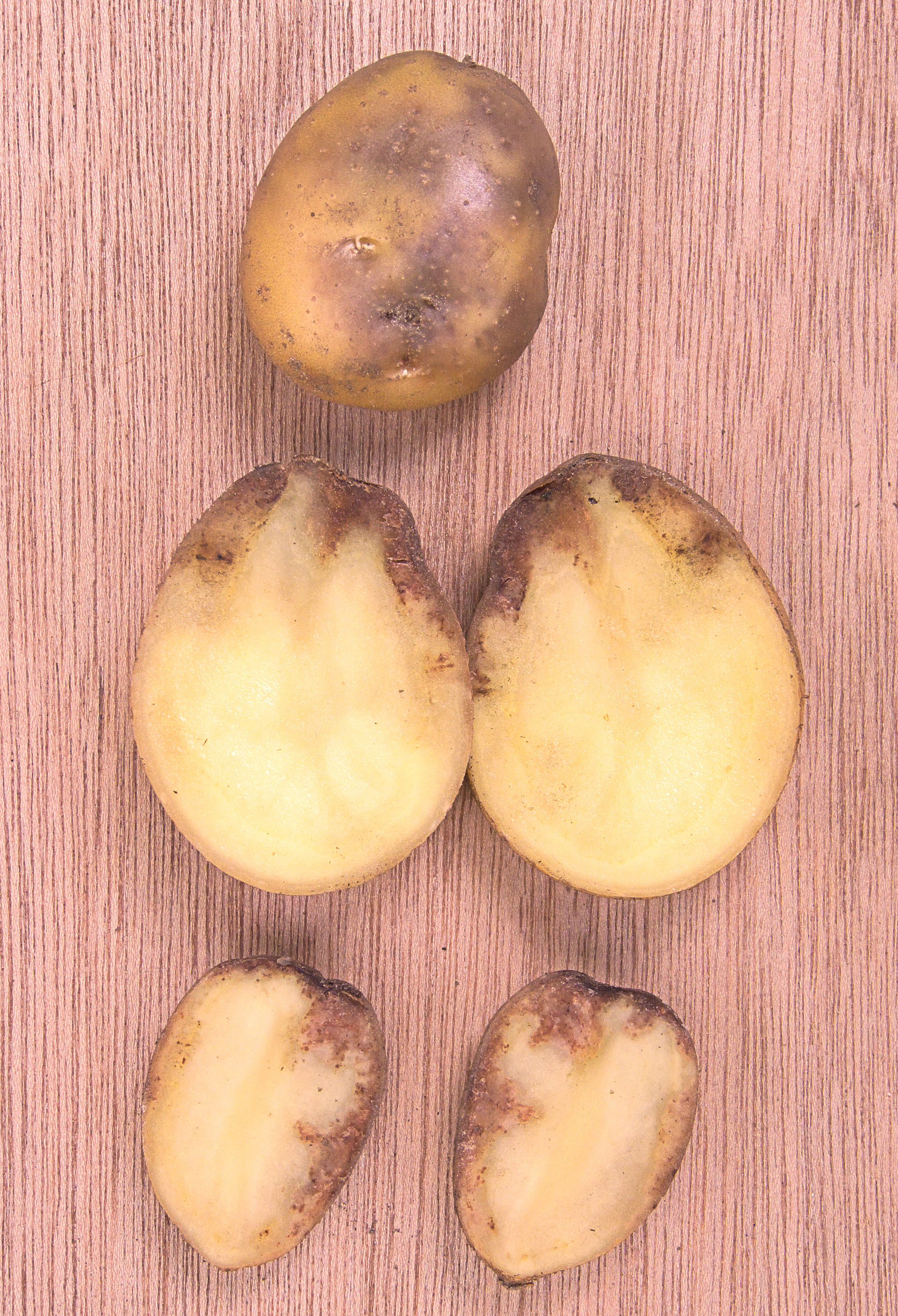 Kartoffeln mit Symptomen der Kraut- und Knollenfäule