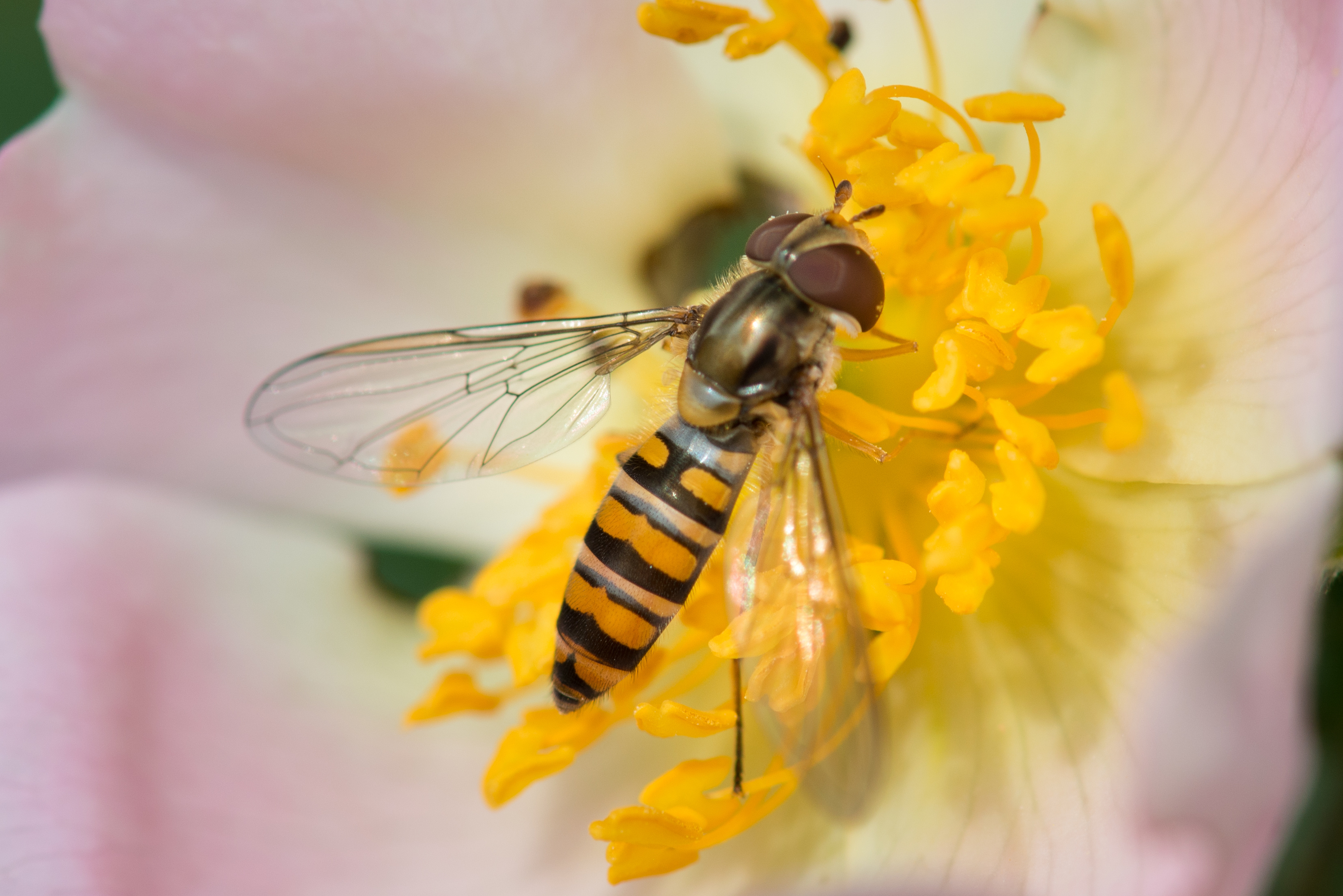 Nahaufnahme von einer Schwebfliege auf einer Kirschblüte