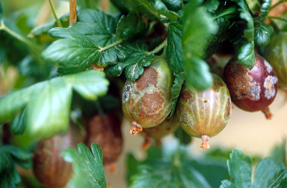 Amerikanischer Stachelbeermehltau an Beeren